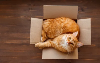 Amazon reduce las cajas, y así han reaccionado los gatos